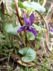 Viola adunca adunca