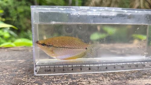 Trichopodus leerii