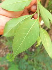 Ehretia laevis
