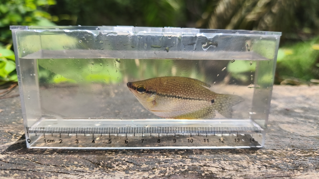 Pearl Gourami (Trichopodus leerii)