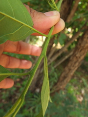 Ehretia laevis