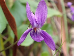 Viola adunca adunca