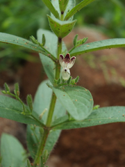 Andrographis echioides