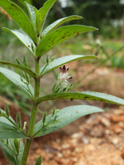 Andrographis echioides