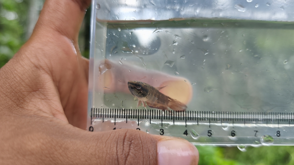 Sumatra Betta (Betta falx)
