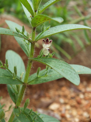 Andrographis echioides