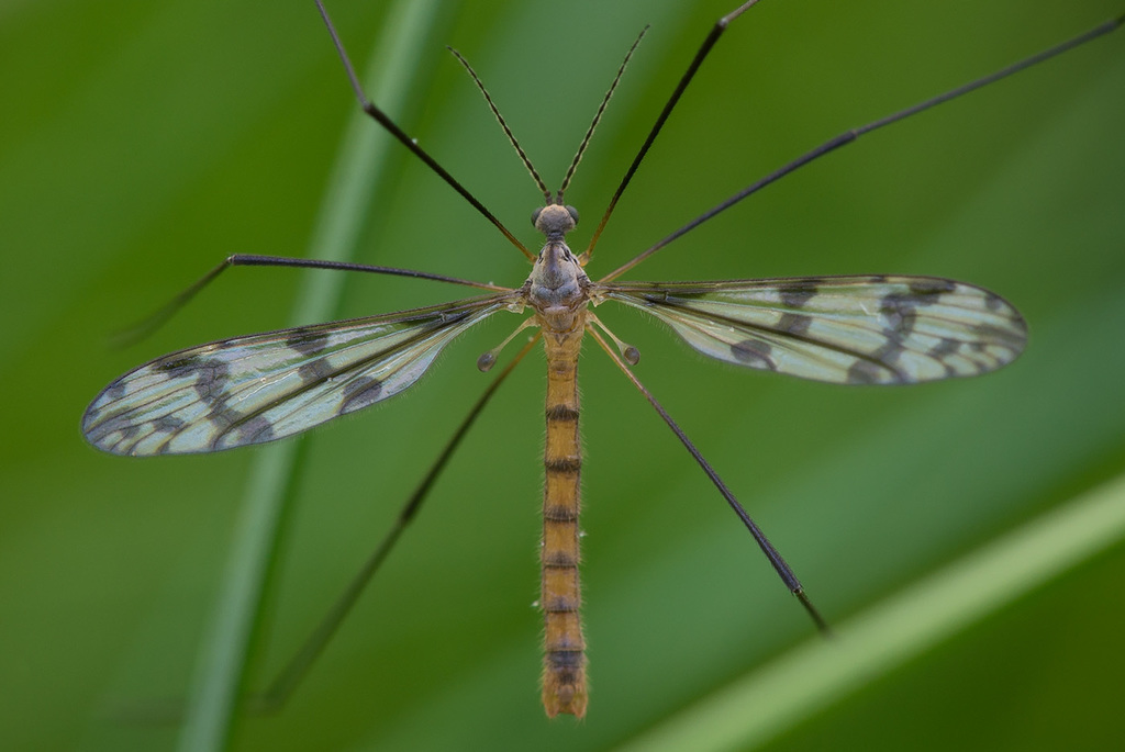 Idioptera