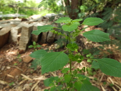Acalypha lanceolata
