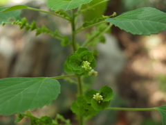 Acalypha lanceolata