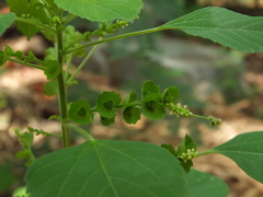 Acalypha lanceolata