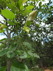 Dolichandrone atrovirens