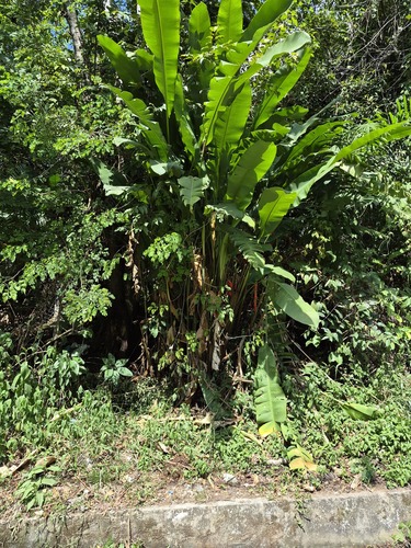 Heliconia bihai