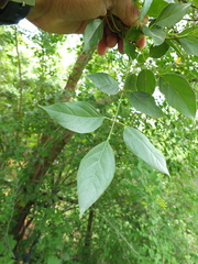 Dolichandrone atrovirens