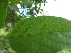 Dolichandrone atrovirens