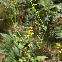 Senecio velleioides