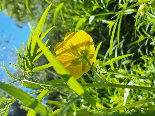 Ludwigia bonariensis, photograph 6