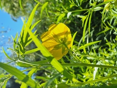 Ludwigia bonariensis, photograph (c) Rocío Esmeralda Pose, some rights reserved (CC BY)