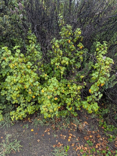 Ribes andicola (Ribes andicola)