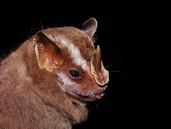 Vampyriscus nymphaea