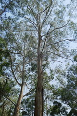 Eucalyptus cypellocarpa