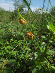 Allmania nodiflora