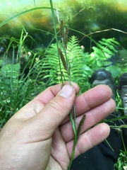 Carex ochrosaccus