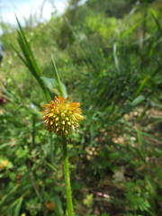 Allmania nodiflora