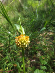 Allmania nodiflora