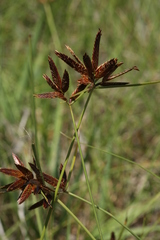 Cyperus rupestris