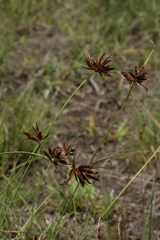 Cyperus rupestris