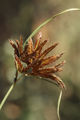 Cyperus rupestris