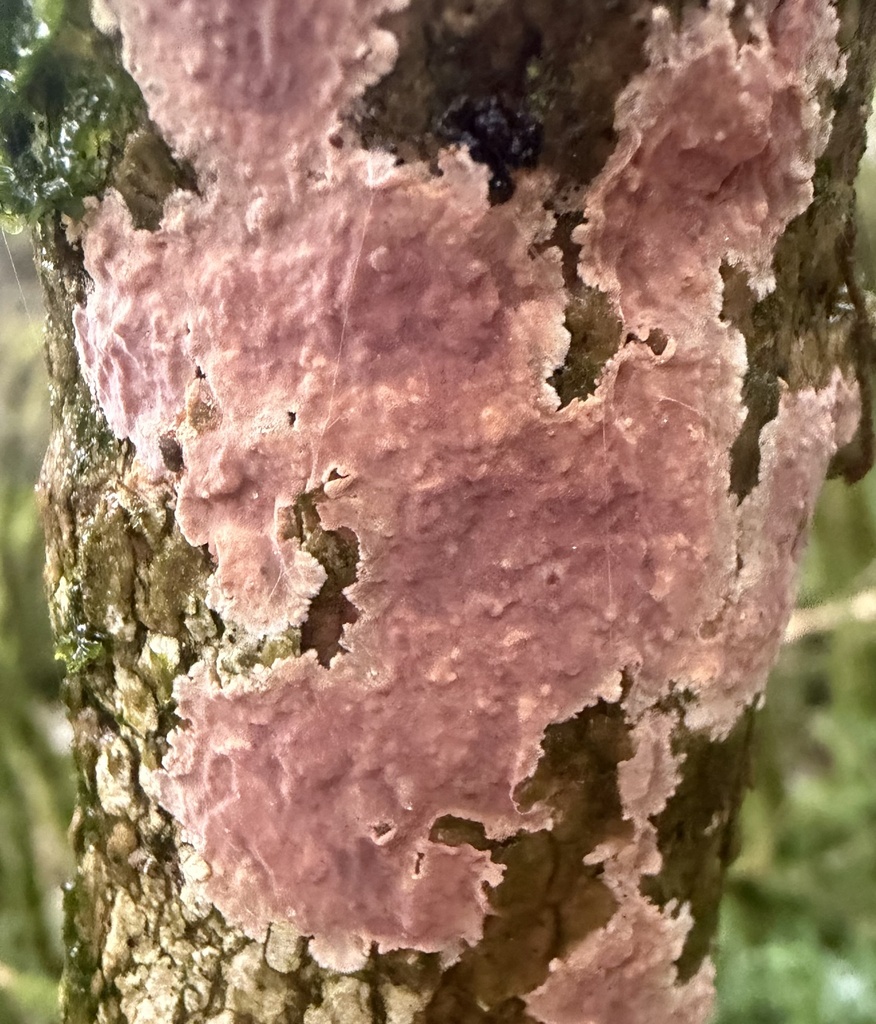 Peniophora proxima