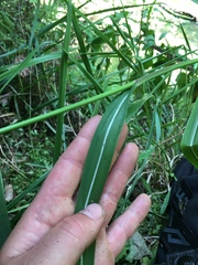Miscanthus nepalensis