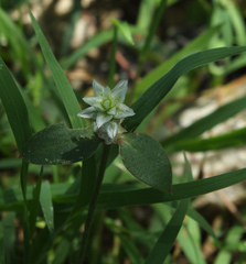 Gomphrena celosioides