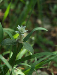Gomphrena celosioides