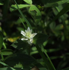 Gomphrena celosioides