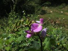 Canavalia ensiformis