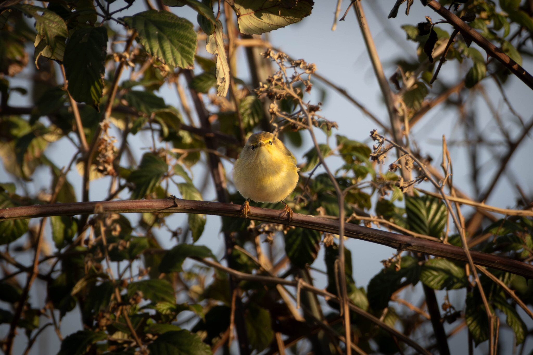Willow Warbler (Phylloscopus trochilus), photo 3