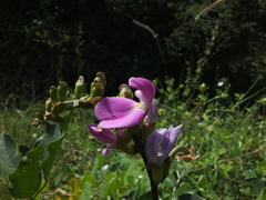 Canavalia ensiformis