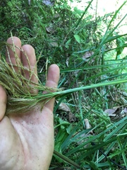 Miscanthus nepalensis