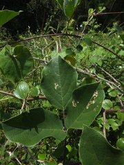 Canavalia ensiformis