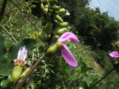 Canavalia ensiformis