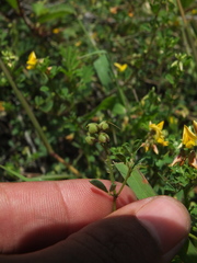 Crotalaria medicaginea