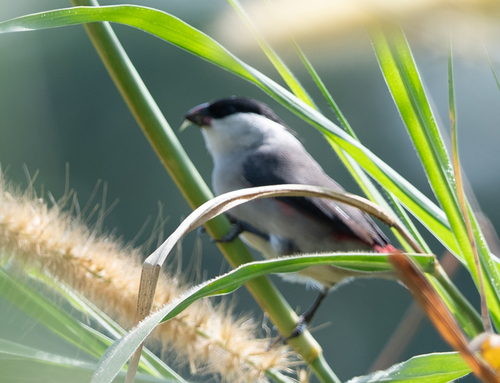 Black-crowned Waxbill