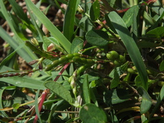 Alysicarpus monilifer