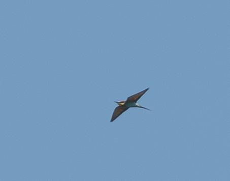 European Bee-eater