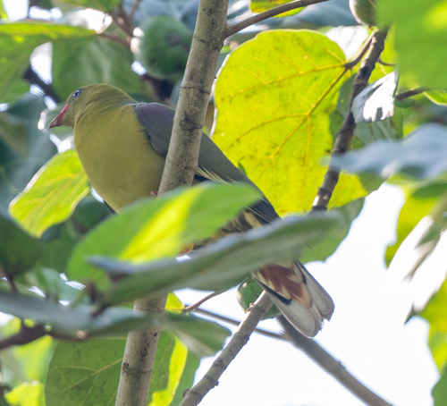 African Green-Pigeon