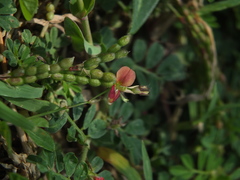 Alysicarpus monilifer