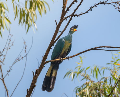 Great Blue Turaco