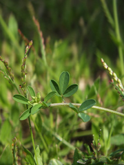 Crotalaria medicaginea